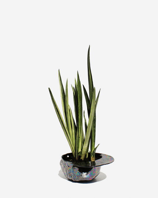 Hat Bowl Oil Slick