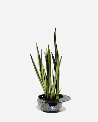 Hat Bowl Oil Slick